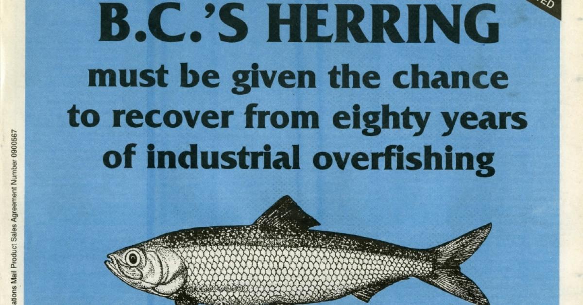 BC's Herring must be given the chance to recover from eighty years of